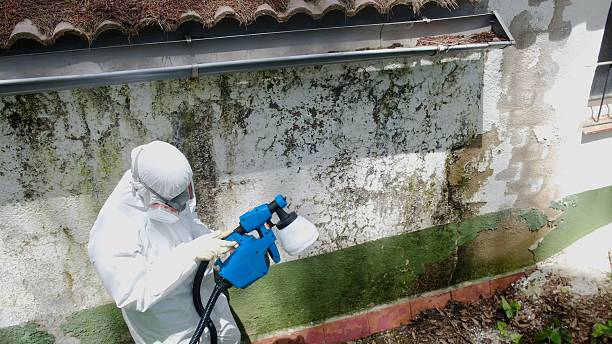Top rated local Mold Remediation specialists in Burke, VA